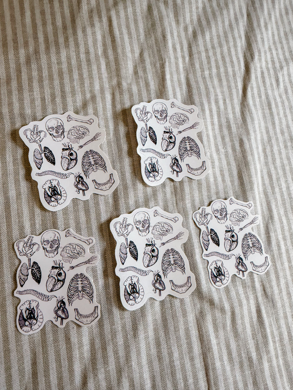 Anatomy Sticker