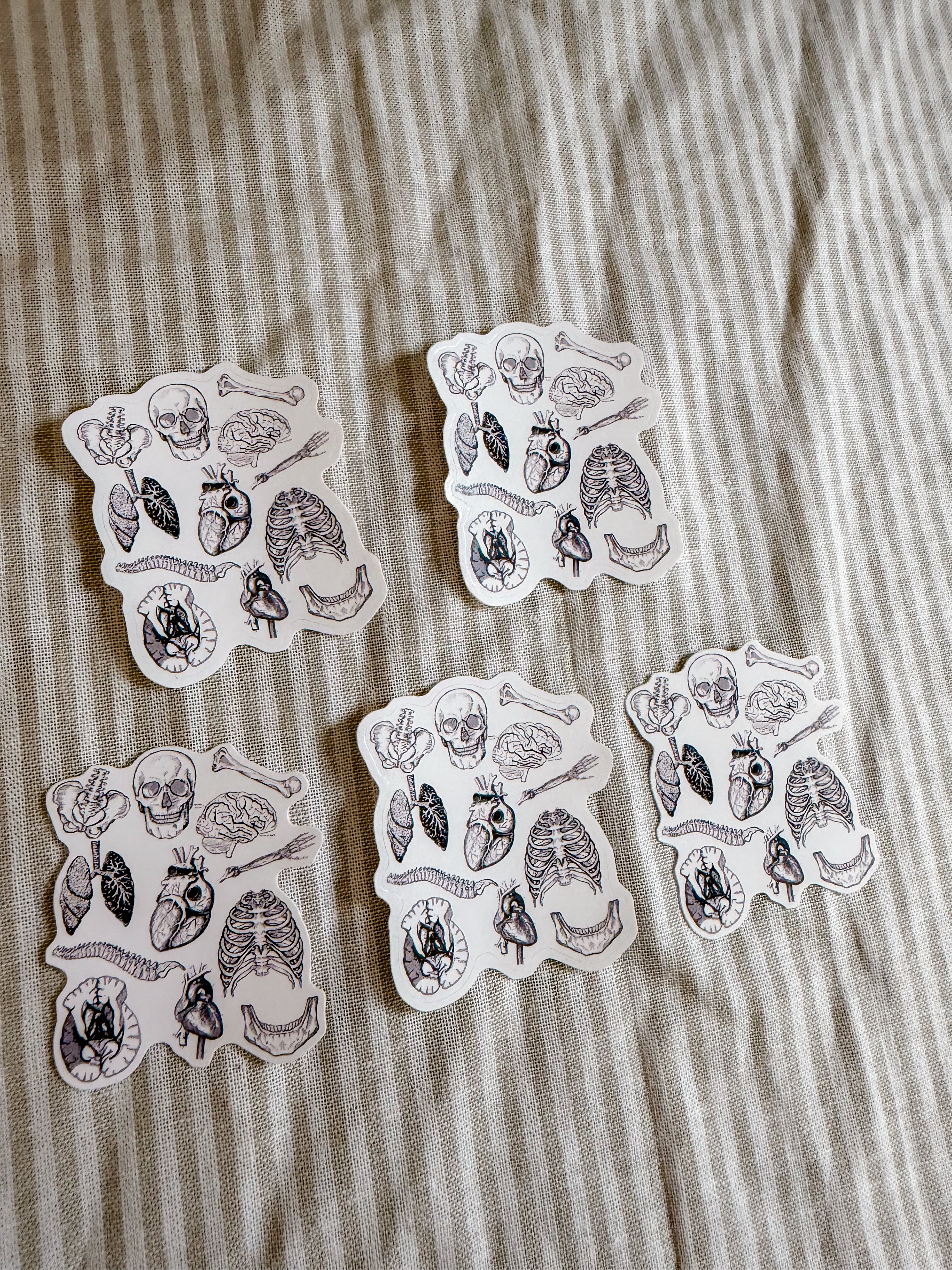 Anatomy Sticker