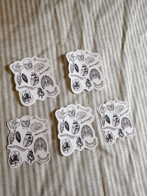 Anatomy Sticker